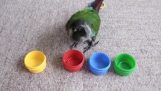 Inteligentne papuga jest naprawdę dobry w Rozwiązywanie problemów!