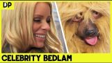 Man overtuigt Celebrity He's A Dog – Lee Kern's Celebrity Bedlam