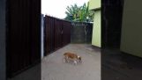 Perro vs puerta