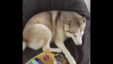Bezczelny Husky wplątuje Kradzież Doggy Treats