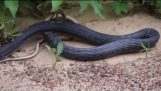 Snake gulper Levende slange