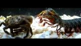 Gigante camarón de predicador sensacional VS cangrejos gigantes