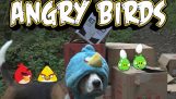Angry Birds v reálnom živote