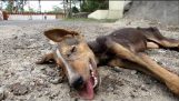 Cachorro de rua recolhido se recupera da cinomose