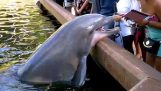 Delfin kradnie iPad z rąk kobiety
