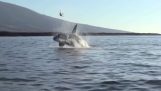 Orca baleia brincando com uma tartaruga