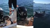 Eine Dichtung, die von Orcas klettert in Boot angegriffen wird