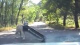 Tigre unpick parachoques del coche en el parque de la fauna