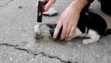 Rescue kotek utknął głową w słoiku