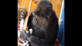 De Koko de gorilla spelen bas, samen met de vlo
