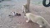 Egy kölyökkutya védelme az ételt, három kis oroszlán