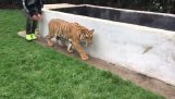 Sorprendente una tigre
