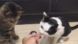 Zwei Katzen ihre Nahrung suchen