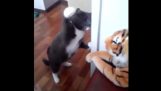 A macska, aki utálja a tigrisek