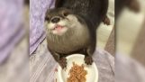 Un pasto mangiare affamato lontra