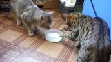Deux chats et un bol