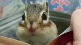Egy mókus, belsejében egy zacskó chips