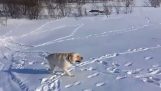 Ein Hund liebt es, im Schnee zu kriechen