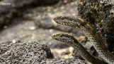 Nyfødte iguana mot sulten slanger
