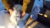 Ein Polarfuchs spielen tot um die Jäger zu täuschen