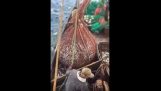 Überraschung in den Netzen der Fischer