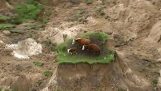 Lehmät ovat eristyksissä saarella lian maanjäristyksen jälkeen