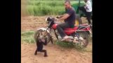 Malý šimpanz chce jazdiť stroj