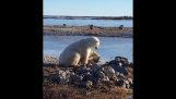 Urso polar acariciando um cachorro