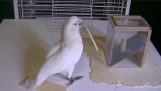 Papegøyer gjøre verktøy for å få mat