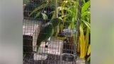 Un pappagallo canta il “Lampadario”