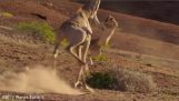 Лъвица се опитва да спре жираф