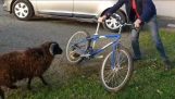 RAM vs syklist