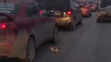 A lucky kitten in the street