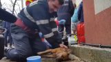 Пожарник спасает жизнь собаки с искусственного дыхания