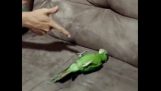 Papuga reprezentuje zmarłych