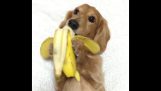 الكلب مع الموز
