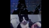 Star Wars med katter