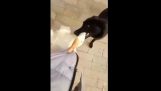 Собака захищає свого господаря від гусака