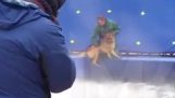 Trainer принуждавайки ужасена куче във водата за снимките