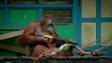 Orangutan cięcia drewna