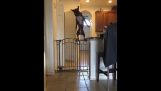 Эффектный прыжок собаки