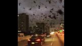 Obrovské kŕdeľ vtákov nad mestom Houston