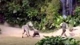 Zebra útočia na oficiálnej zoo