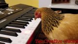 A hen playing keys