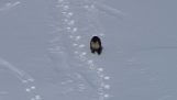 Een otter slides op sneeuw