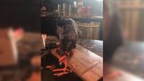 A monkey peeling a carrot