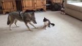 Κογιότ εναντίον γάτας