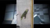 En papegoja sjunger den “Monstret”