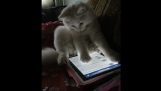 Bir tablet ile oynuyor kedi yavrusu