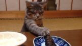 Kot chce uporczywie rybę z grilla
